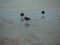 Albums/20060200-New Zealand 2006/20060313-Catlins/39